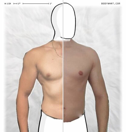 Torso Comparison