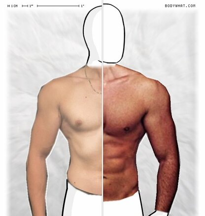 Torso Comparison