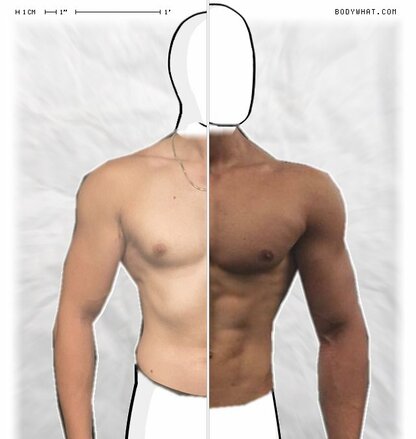 Torso Comparison