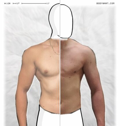 Torso Comparison