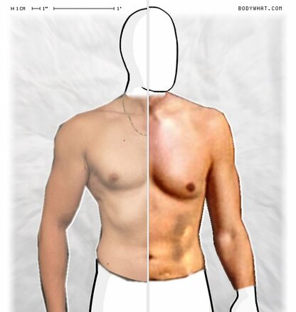 Torso Comparison