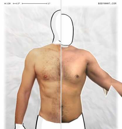 Torso Comparison
