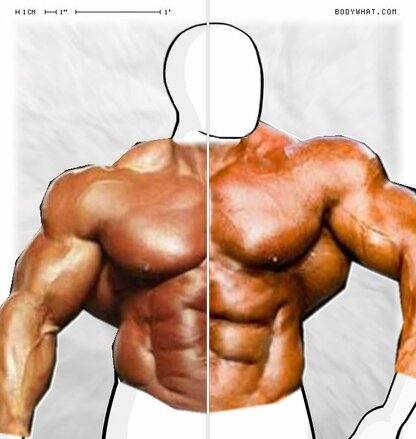 Torso Comparison