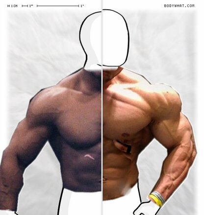 Torso Comparison