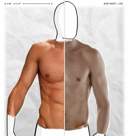 Torso Comparison