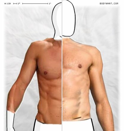 Torso Comparison