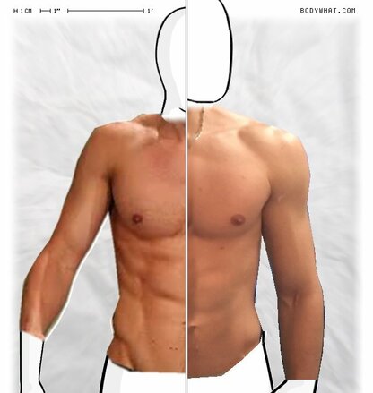Torso Comparison