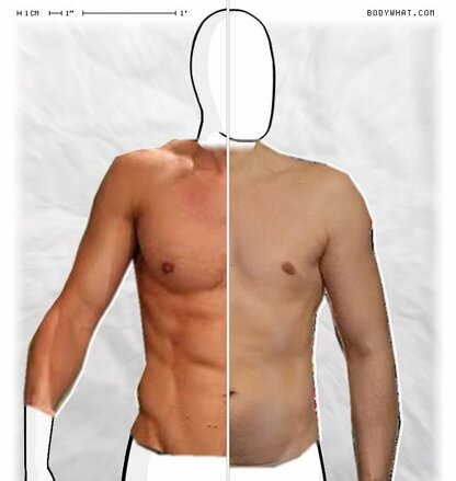 Torso Comparison