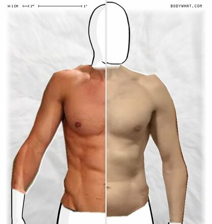 Torso Comparison