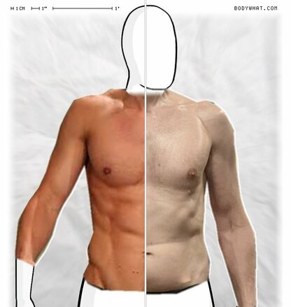 Torso Comparison