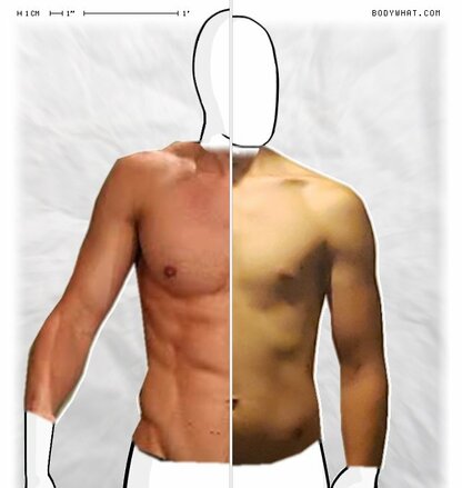 Torso Comparison