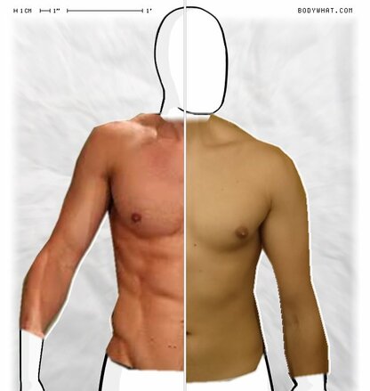 Torso Comparison