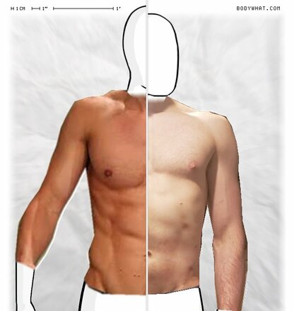 Torso Comparison