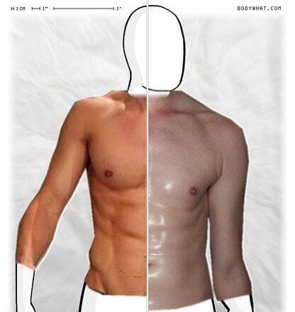 Torso Comparison