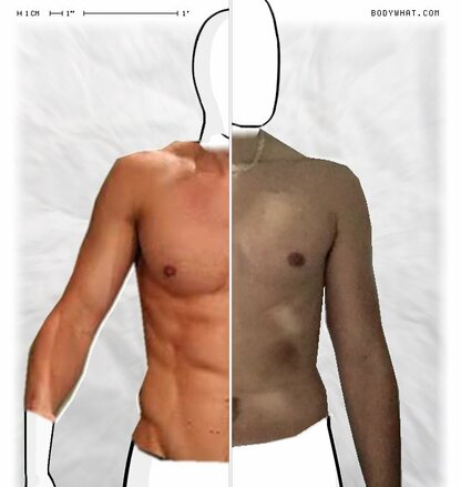 Torso Comparison