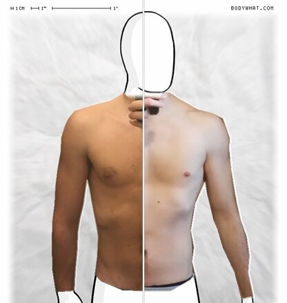 Torso Comparison