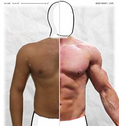 Torso Comparison