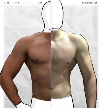 Torso Comparison