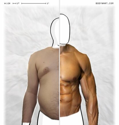 Torso Comparison