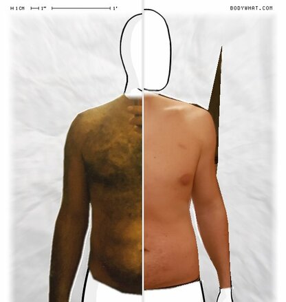 Torso Comparison