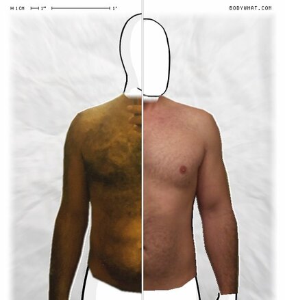 Torso Comparison