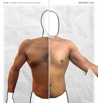 Torso Comparison