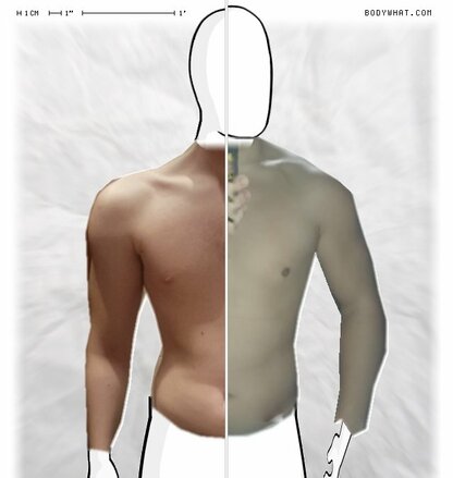 Torso Comparison
