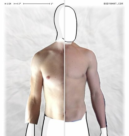 Torso Comparison