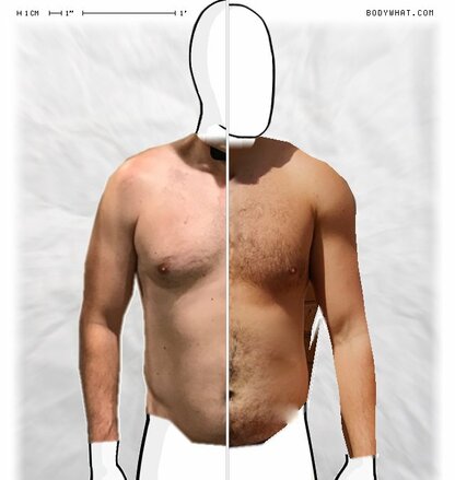 Torso Comparison