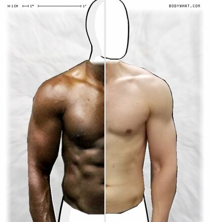 Torso Comparison