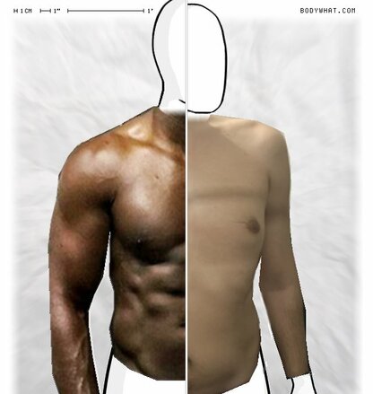 Torso Comparison