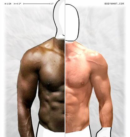 Torso Comparison