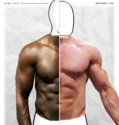 Torso Comparison