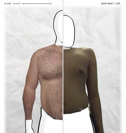 Torso Comparison