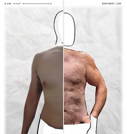 Torso Comparison