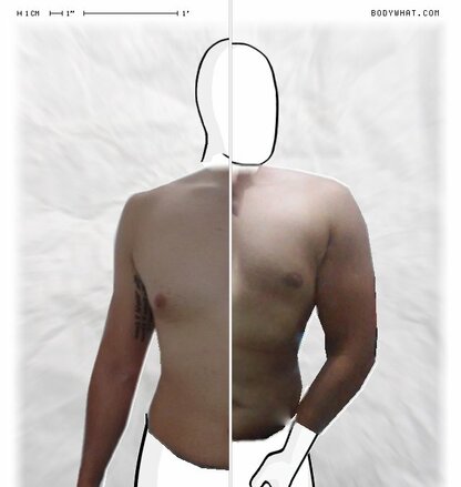 Torso Comparison