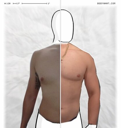 Torso Comparison