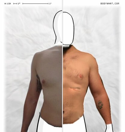 Torso Comparison