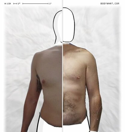 Torso Comparison