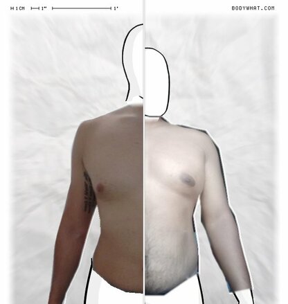Torso Comparison