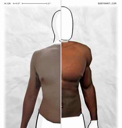 Torso Comparison