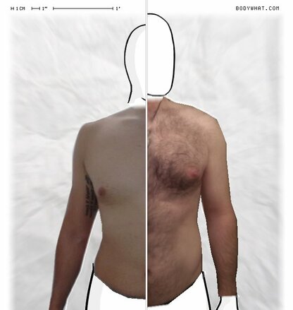 Torso Comparison