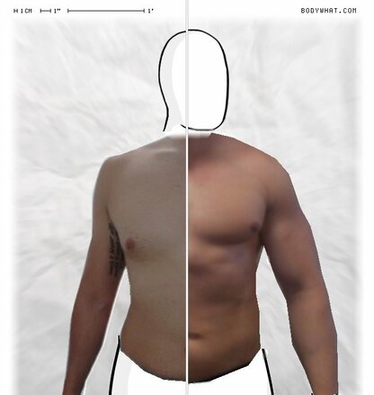 Torso Comparison