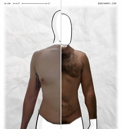 Torso Comparison