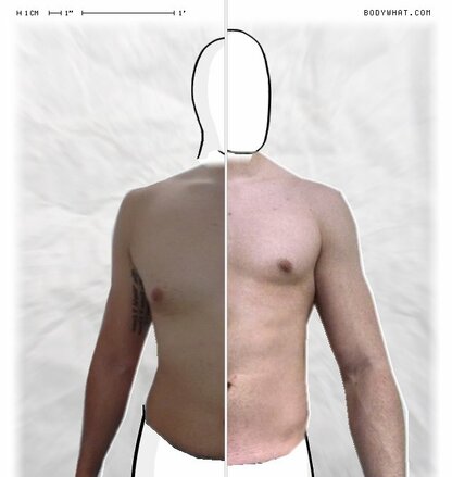 Torso Comparison