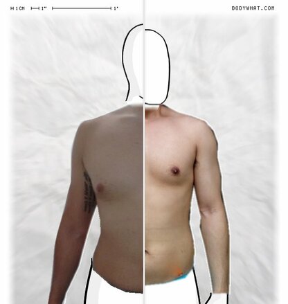 Torso Comparison