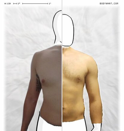 Torso Comparison