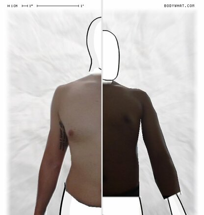 Torso Comparison