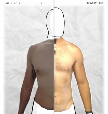 Torso Comparison