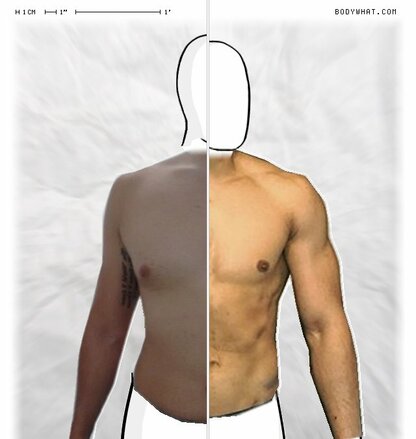 Torso Comparison